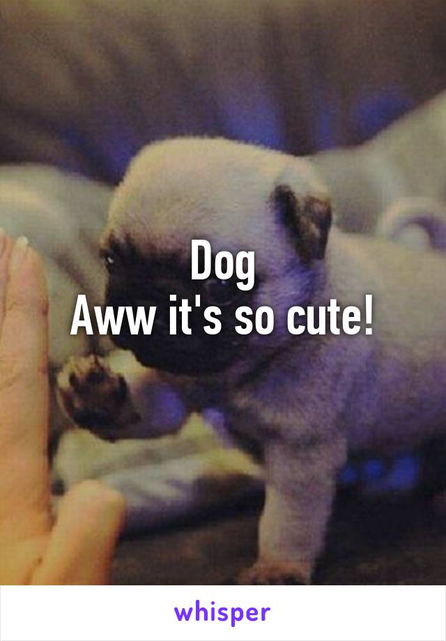 Dog
Aww it's so cute!
