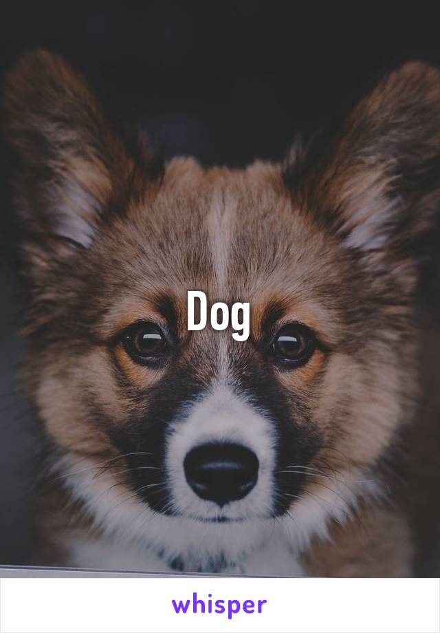 Dog