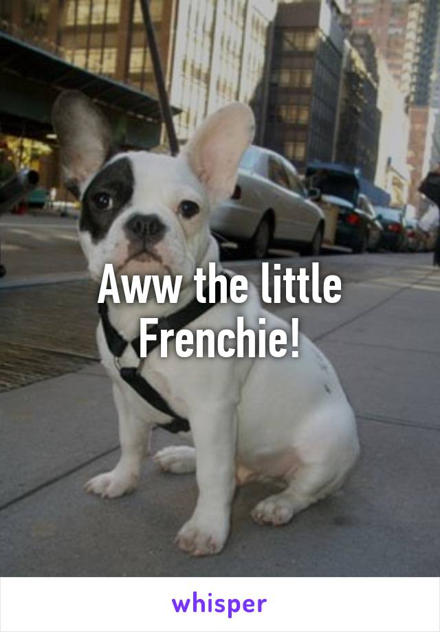 Aww the little Frenchie!