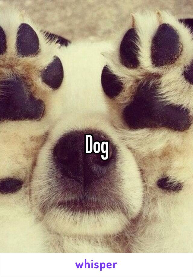 Dog