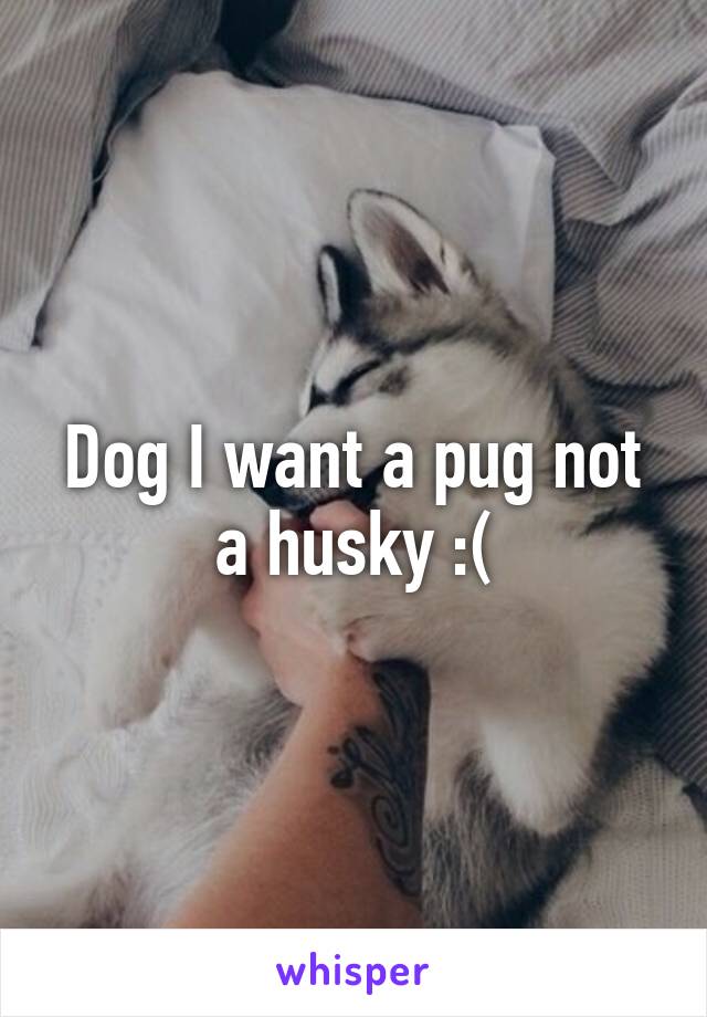 Dog I want a pug not a husky :(