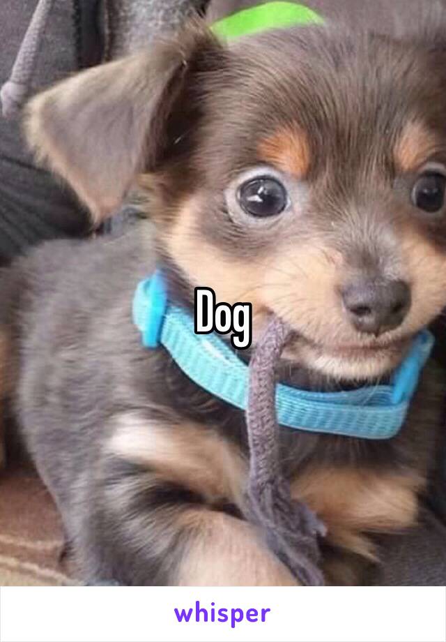 Dog
