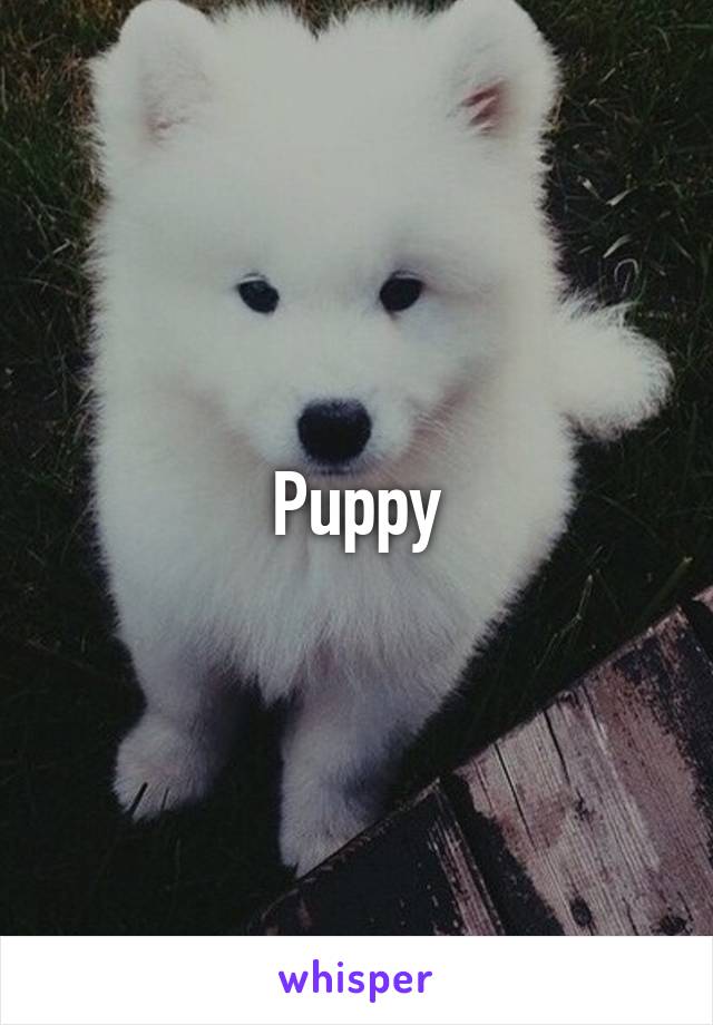 Puppy