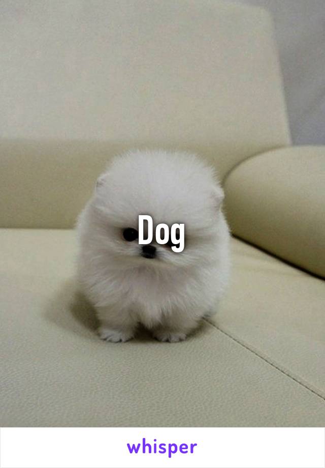 Dog