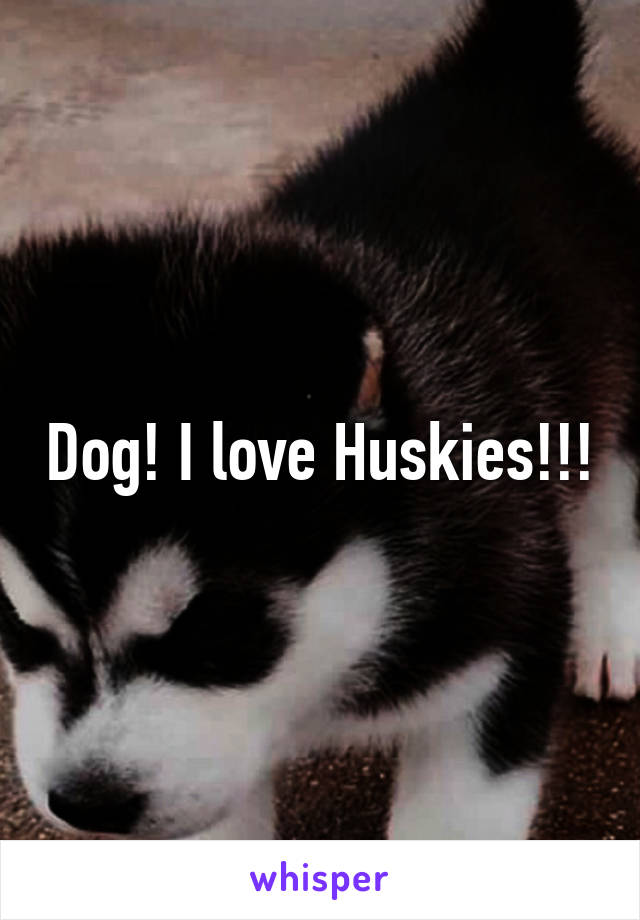 Dog! I love Huskies!!!