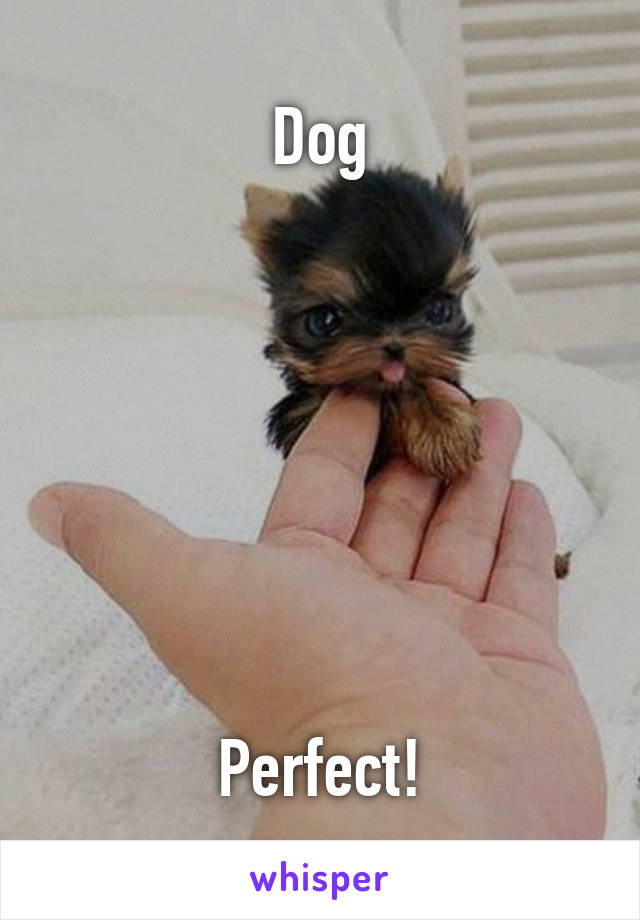 Dog







Perfect!