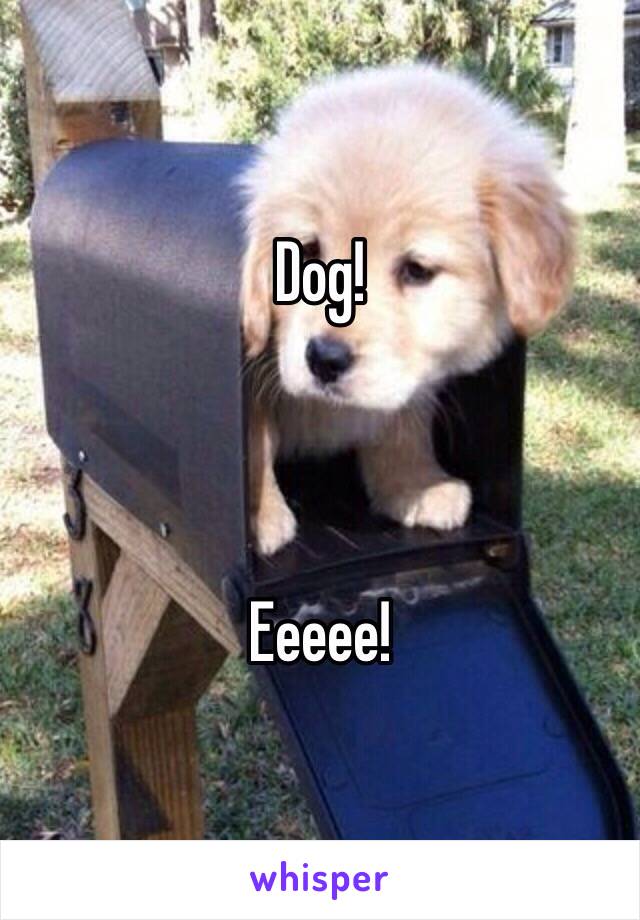 Dog! 



Eeeee!