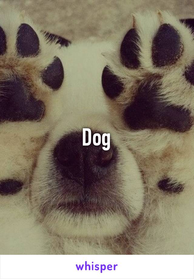 Dog