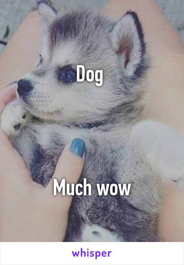 Dog 




Much wow