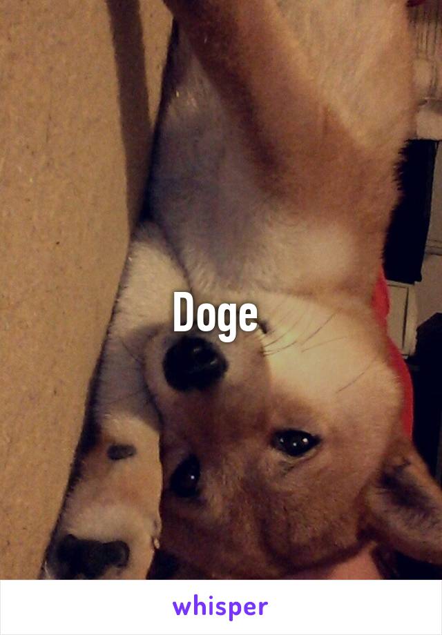 Doge 