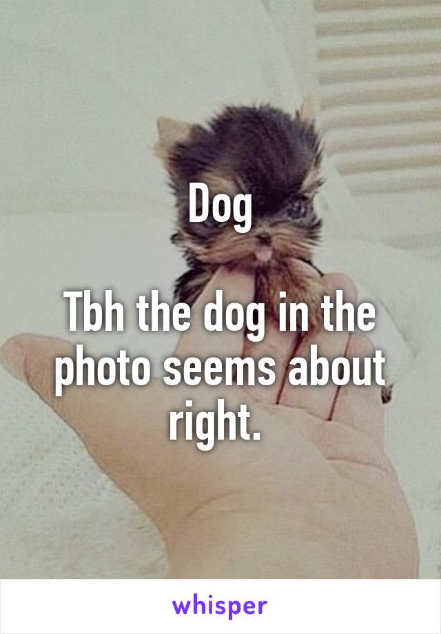 Dog

Tbh the dog in the photo seems about right. 