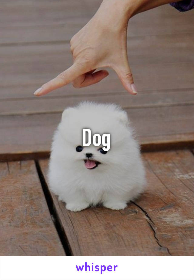 Dog