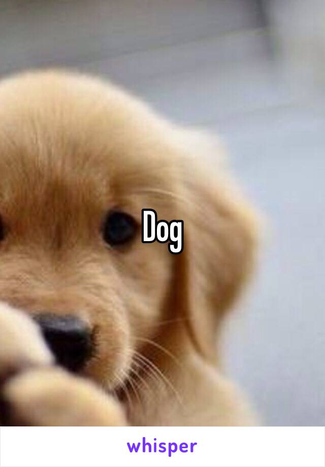 Dog