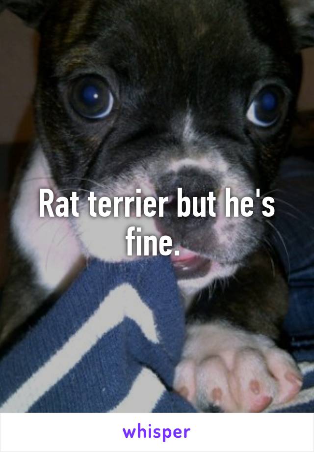 Rat terrier but he's fine. 