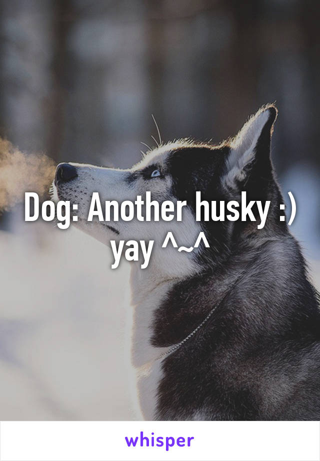 Dog: Another husky :) yay ^~^