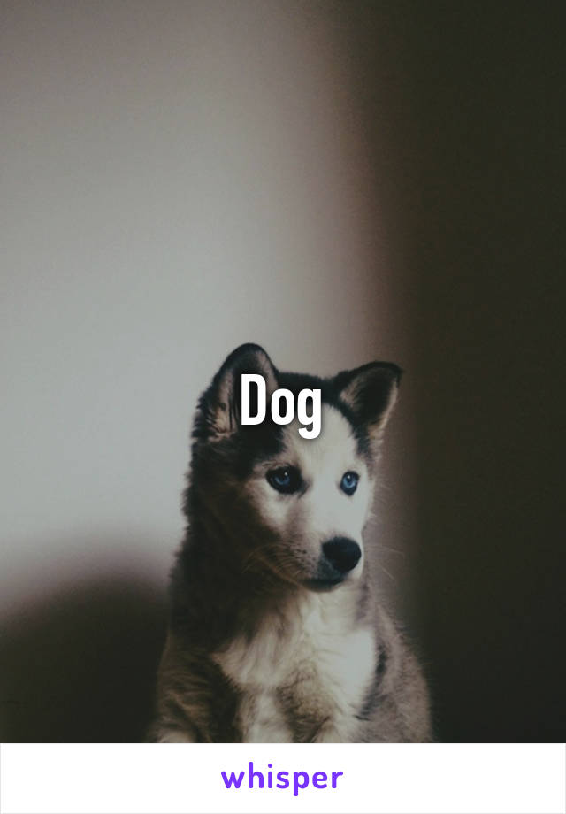 Dog