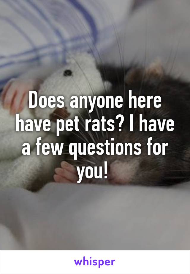 Does anyone here have pet rats? I have a few questions for you! 