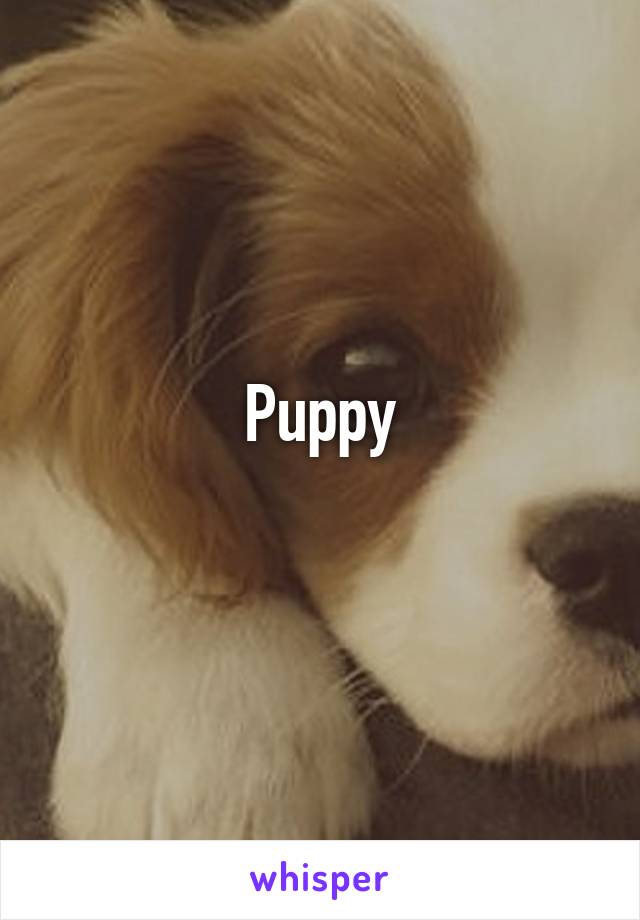 Puppy
