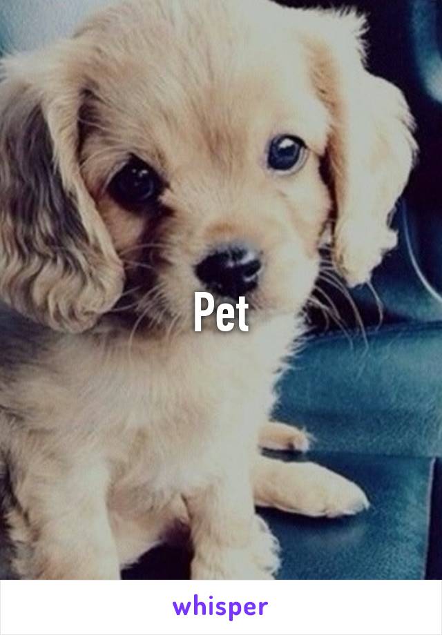 Pet