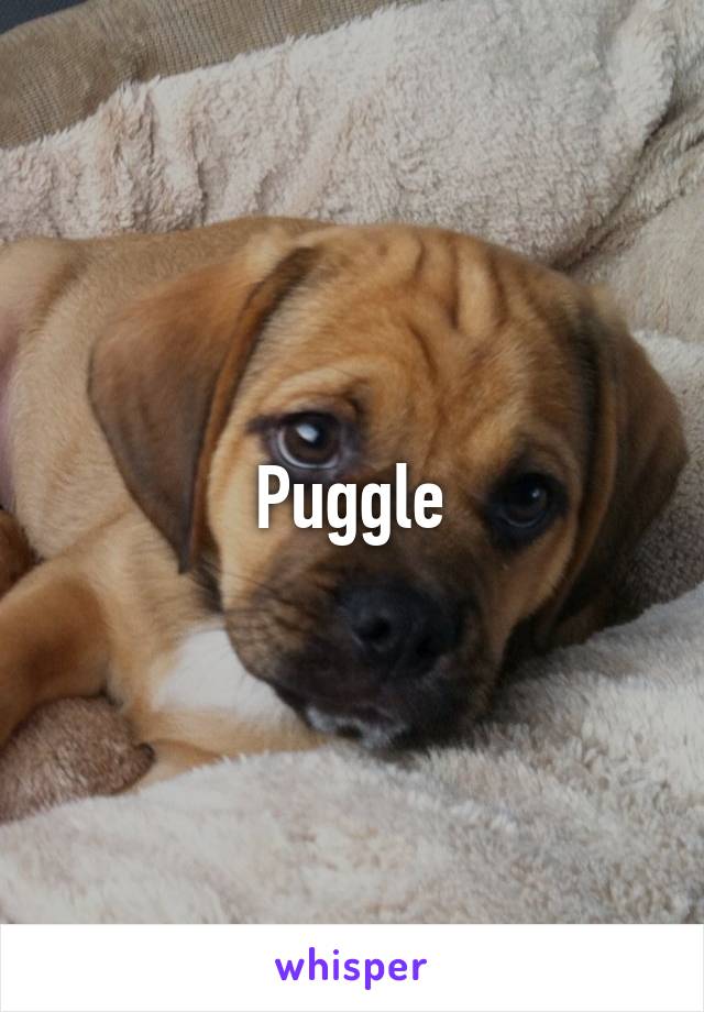 Puggle