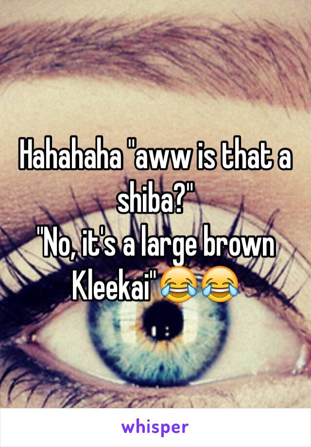 Hahahaha "aww is that a shiba?"
"No, it's a large brown Kleekai"😂😂