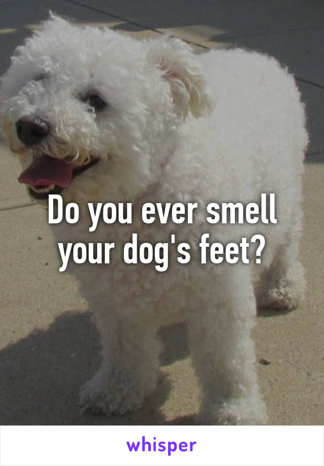 Do you ever smell your dog's feet?