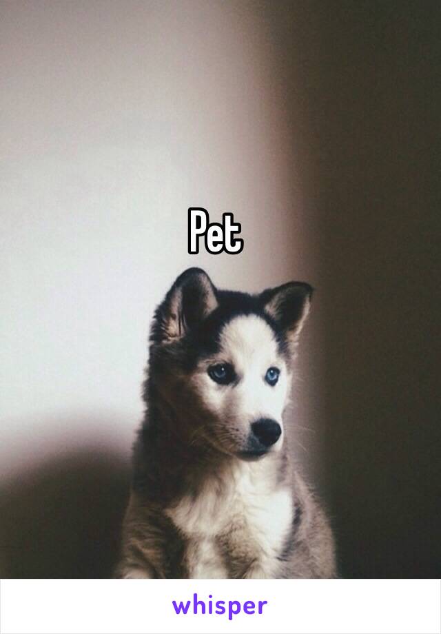 Pet