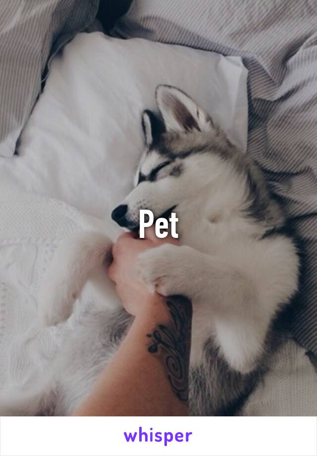 Pet