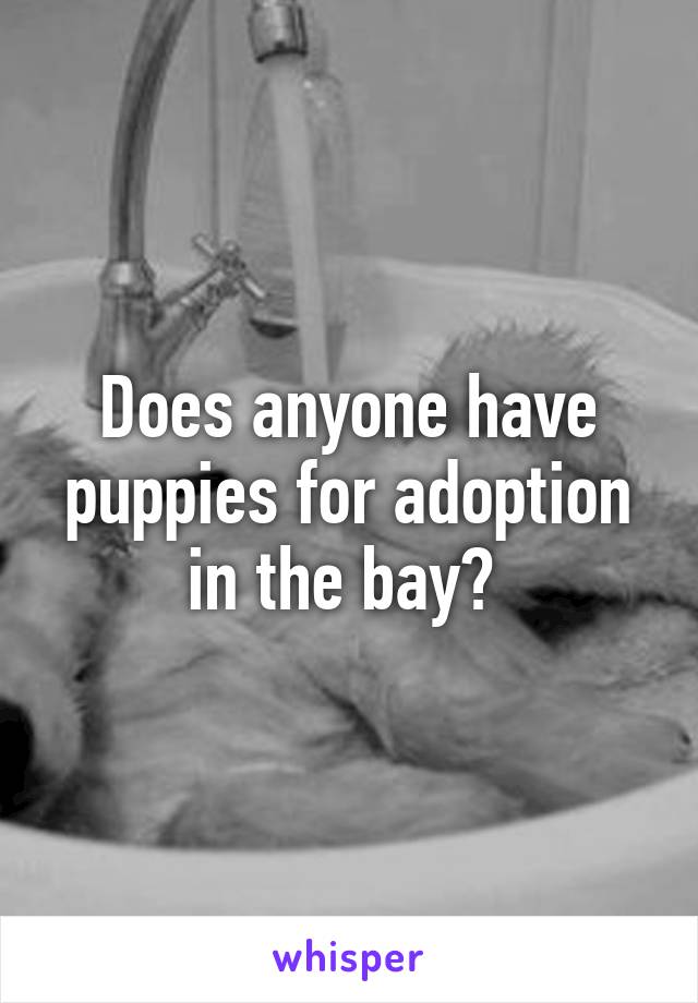 Does anyone have puppies for adoption in the bay? 