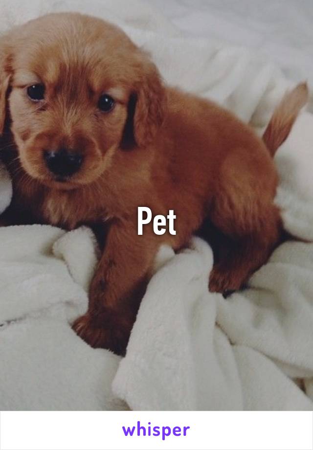 Pet