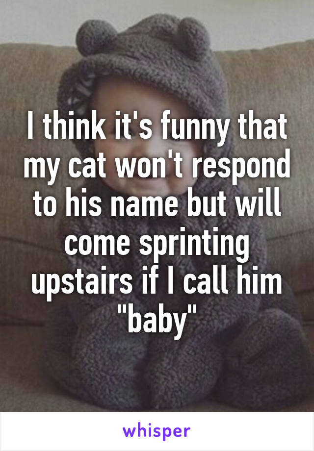 I think it's funny that my cat won't respond to his name but will come sprinting upstairs if I call him "baby"