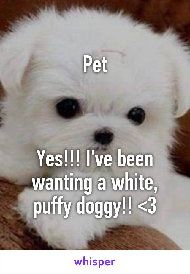 Pet



Yes!!! I've been wanting a white, puffy doggy!! <3