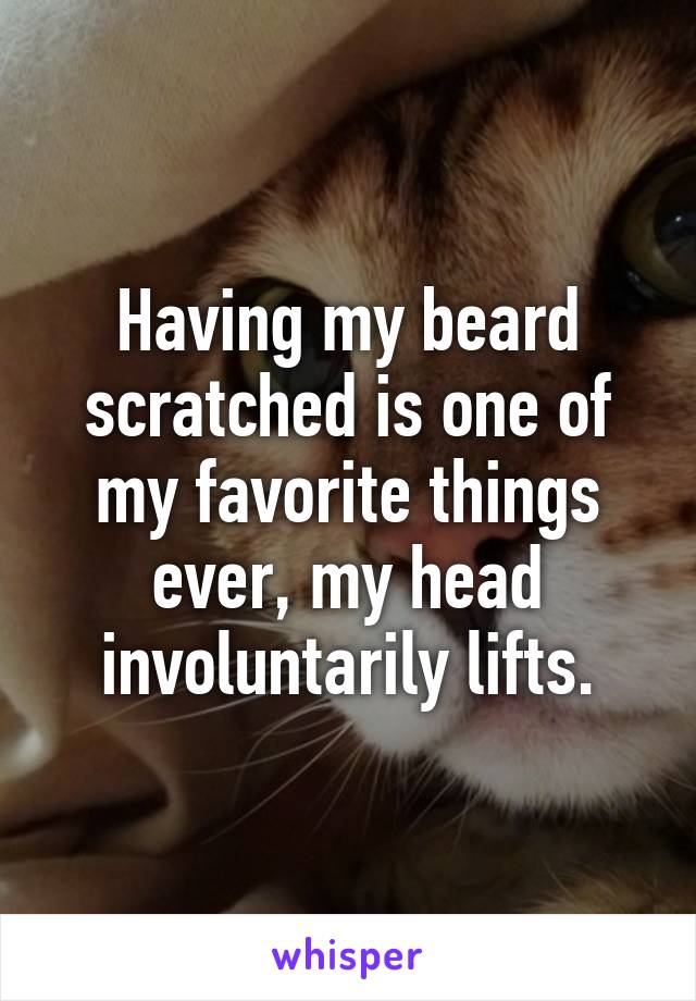 Having my beard scratched is one of my favorite things ever, my head involuntarily lifts.