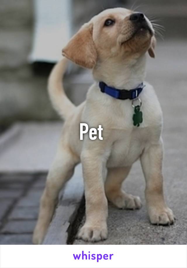 Pet 