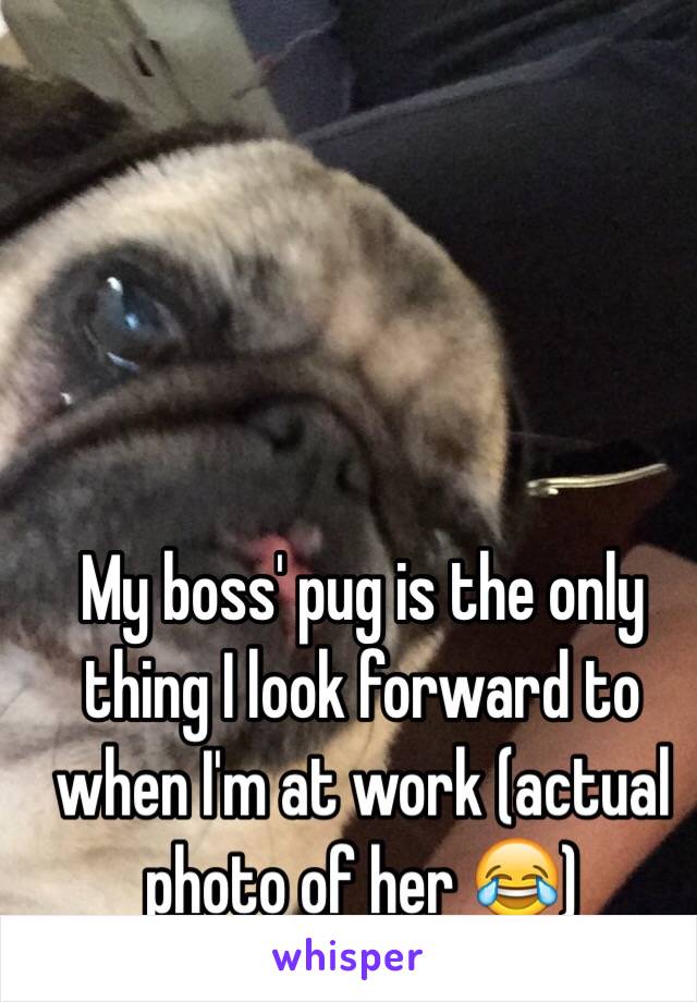 My boss' pug is the only thing I look forward to when I'm at work (actual photo of her 😂)