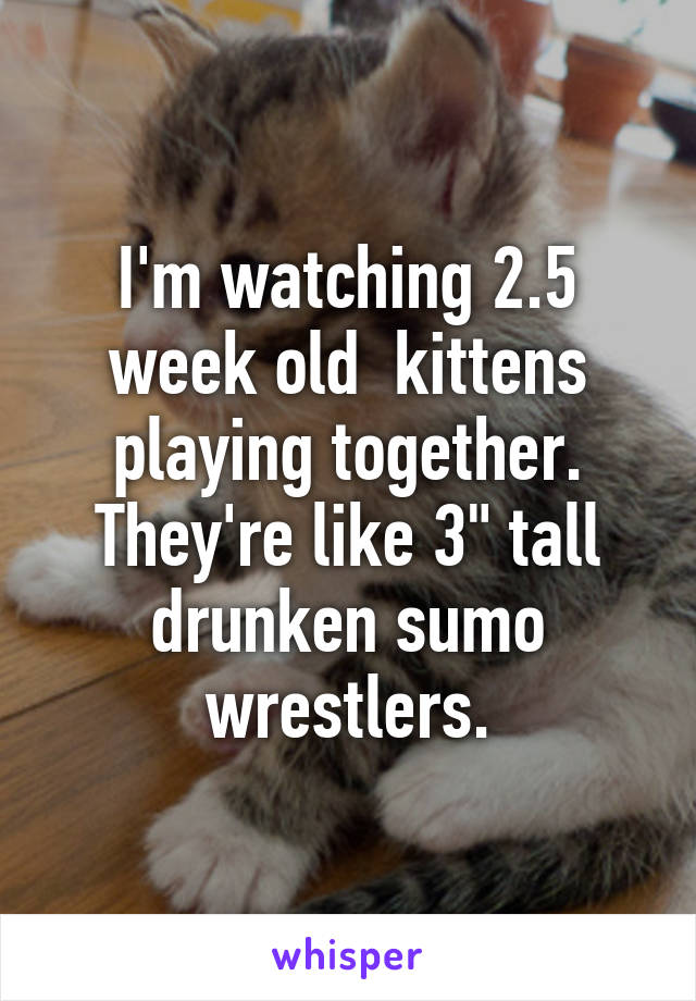 I'm watching 2.5 week old  kittens playing together. They're like 3" tall drunken sumo wrestlers.