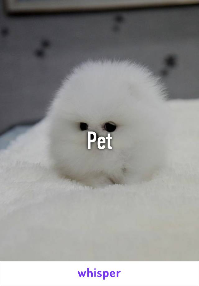 Pet