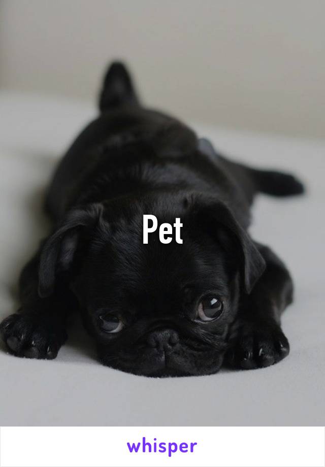 Pet