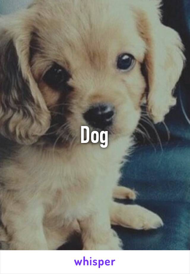 Dog