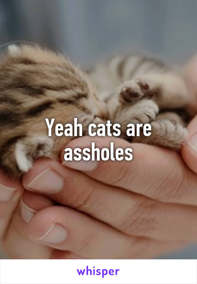 Yeah cats are assholes