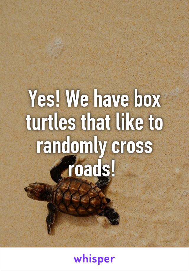 Yes! We have box turtles that like to randomly cross roads! 