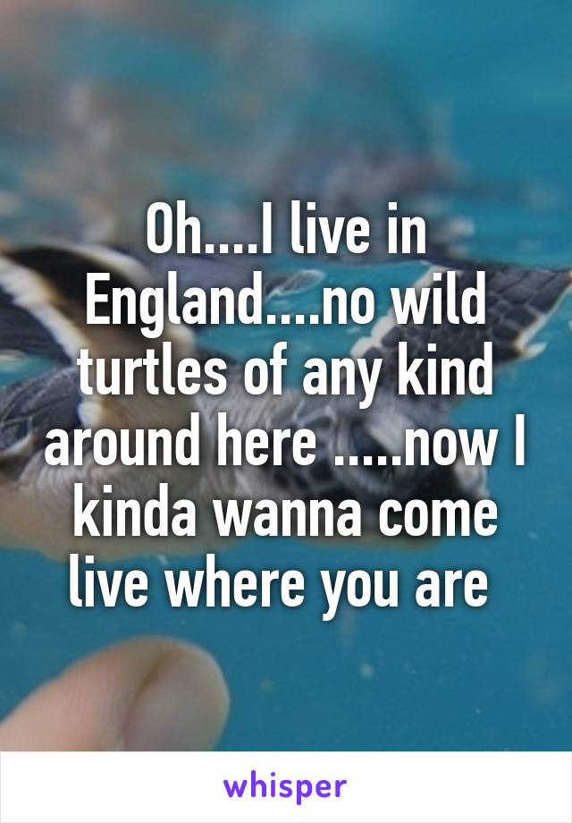 Oh....I live in England....no wild turtles of any kind around here .....now I kinda wanna come live where you are 