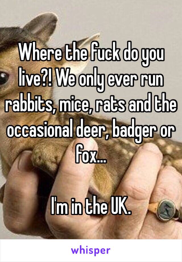 Where the fuck do you live?! We only ever run rabbits, mice, rats and the occasional deer, badger or fox...

I'm in the UK. 