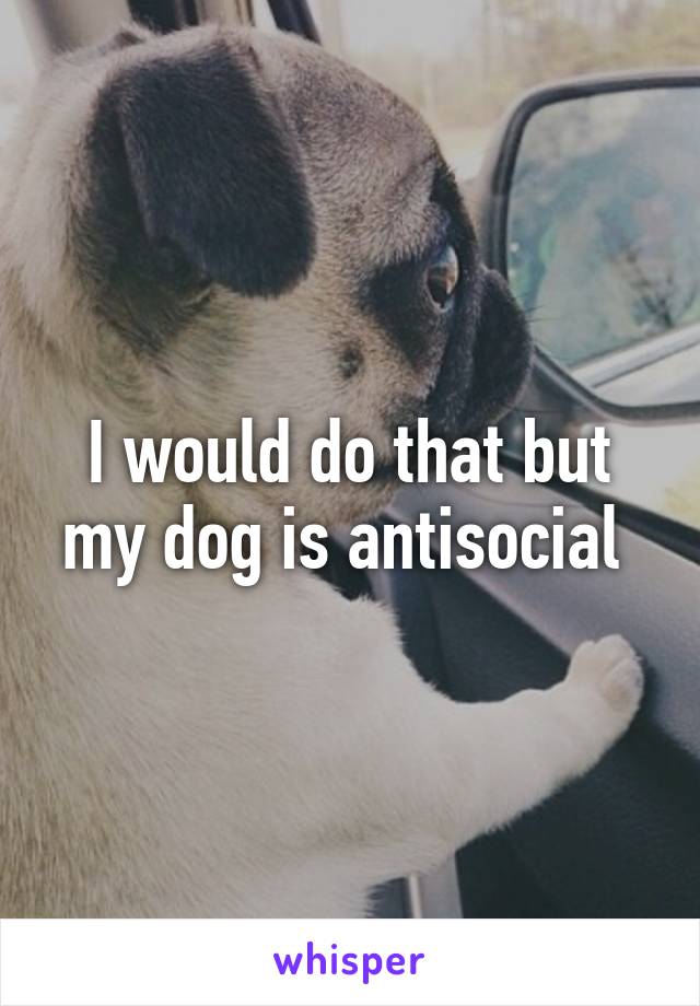I would do that but my dog is antisocial 