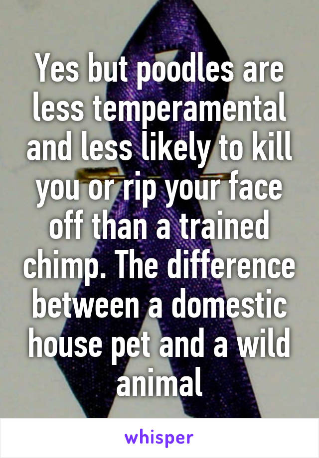 Yes but poodles are less temperamental and less likely to kill you or rip your face off than a trained chimp. The difference between a domestic house pet and a wild animal