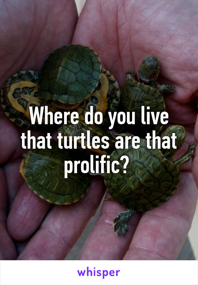 Where do you live that turtles are that prolific? 