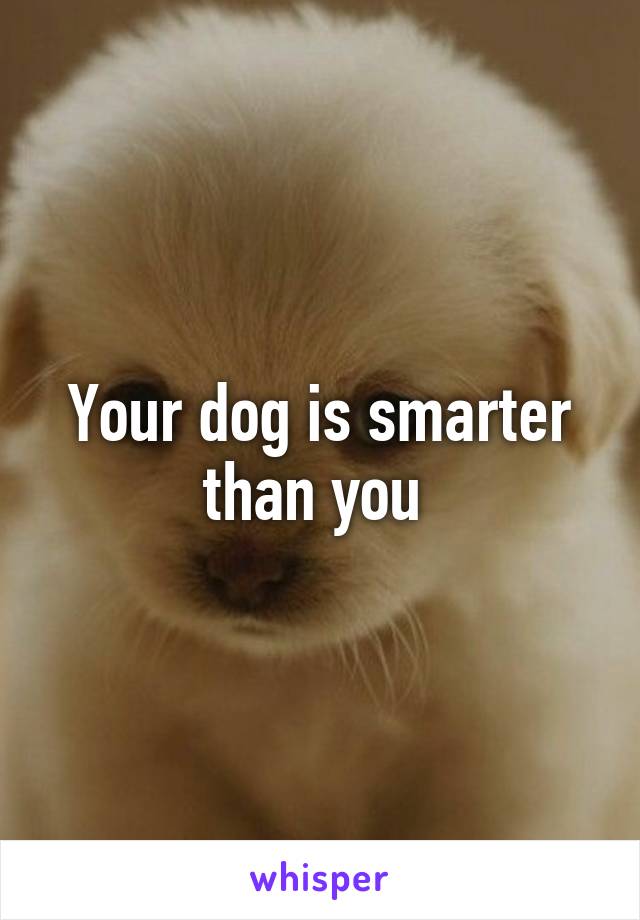 Your dog is smarter than you 