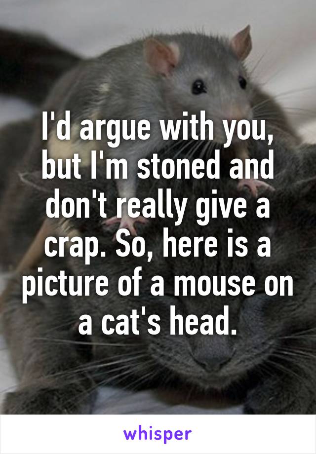 I'd argue with you, but I'm stoned and don't really give a crap. So, here is a picture of a mouse on a cat's head.