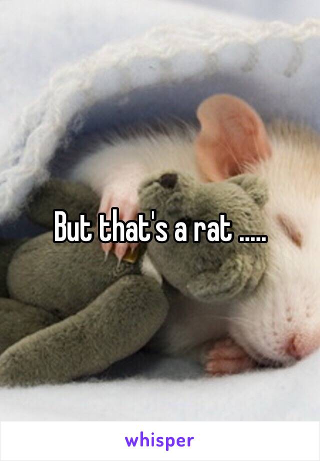 But that's a rat .....