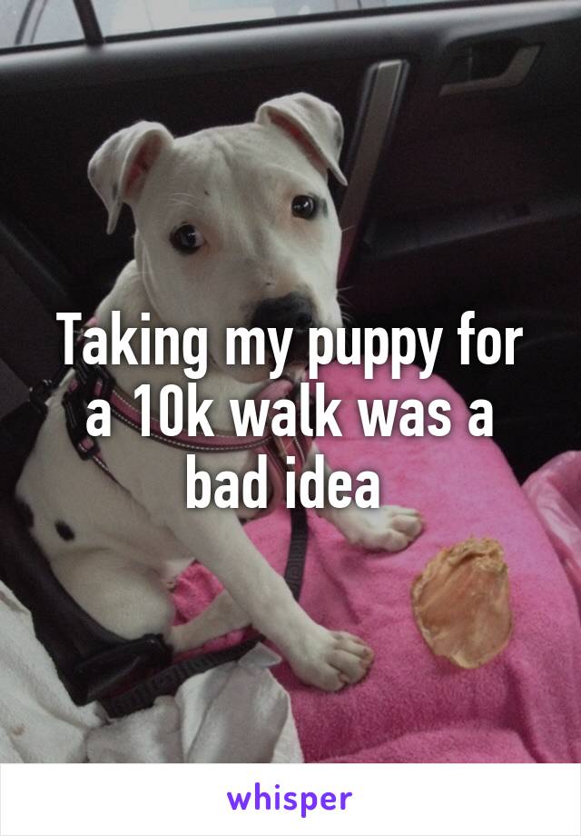 Taking my puppy for a 10k walk was a bad idea 